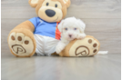 Fluffy Maltipoo Poodle Mix Pup