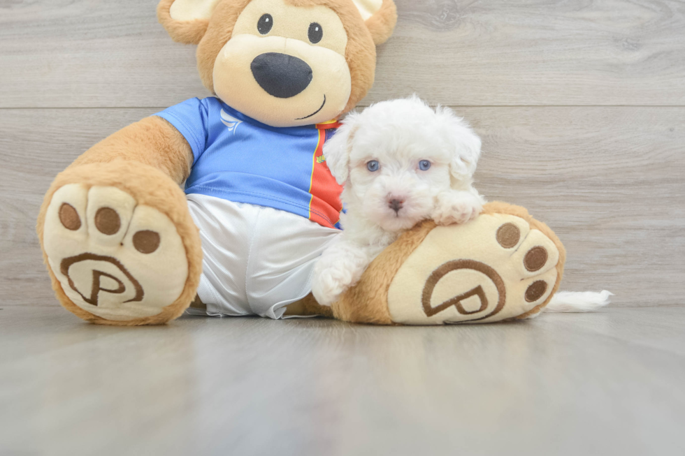 Fluffy Maltipoo Poodle Mix Pup