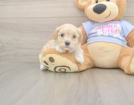 8 week old Maltipoo Puppy For Sale - Premier Pups