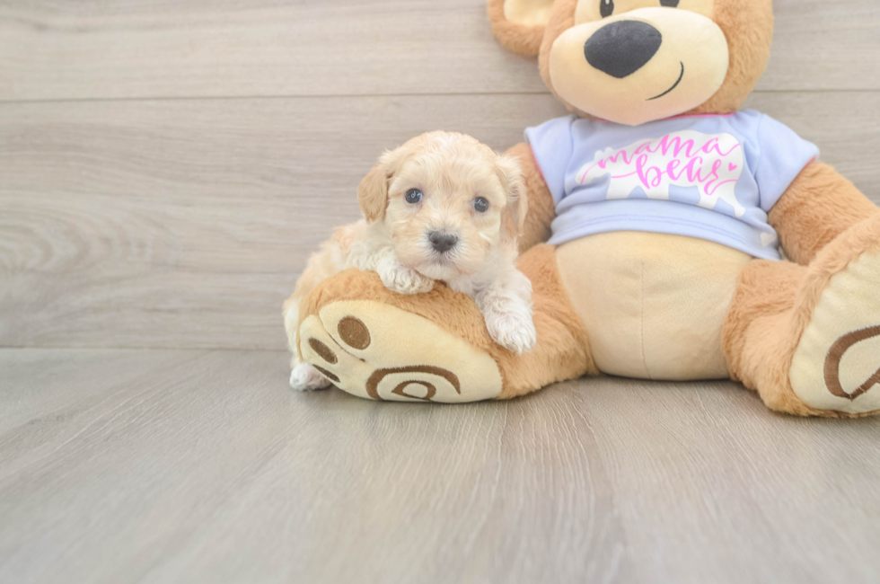 5 week old Maltipoo Puppy For Sale - Premier Pups