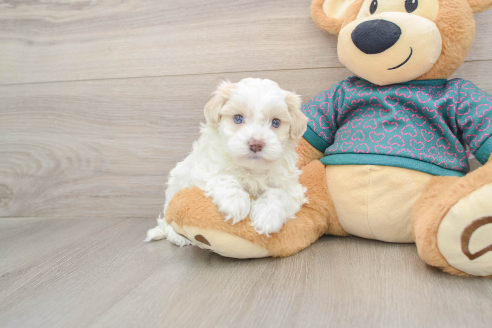 Maltipoo Pup Being Cute