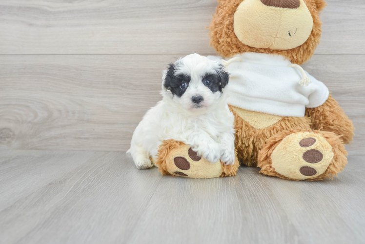 Maltipoo Puppy for Adoption