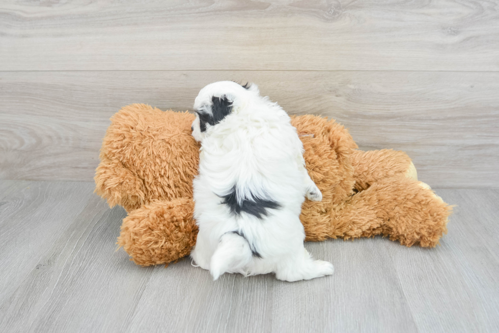 Maltipoo Puppy for Adoption
