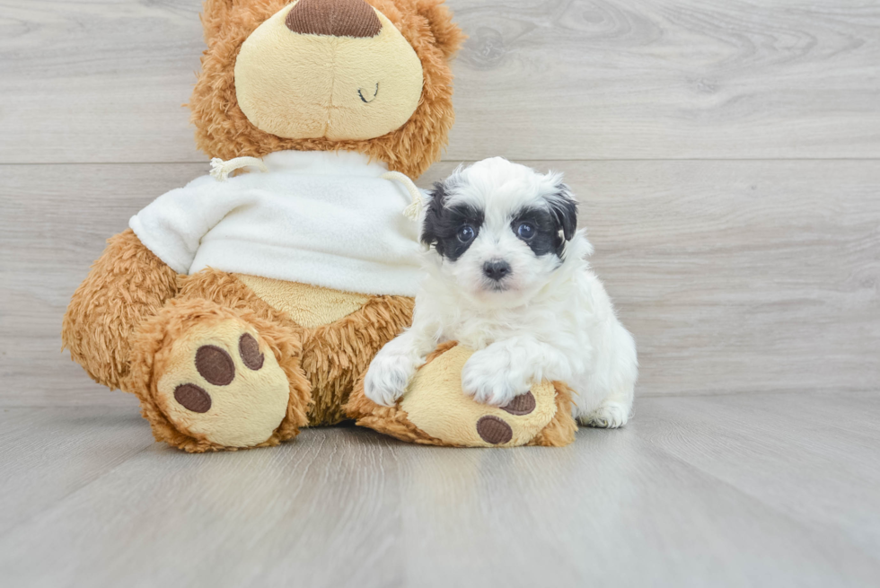 Friendly Maltipoo Baby