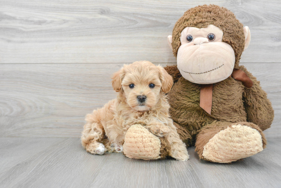 Maltipoo Pup Being Cute