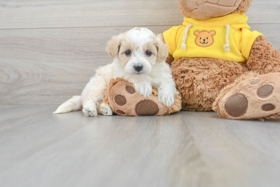 Maltipoo Pup Being Cute