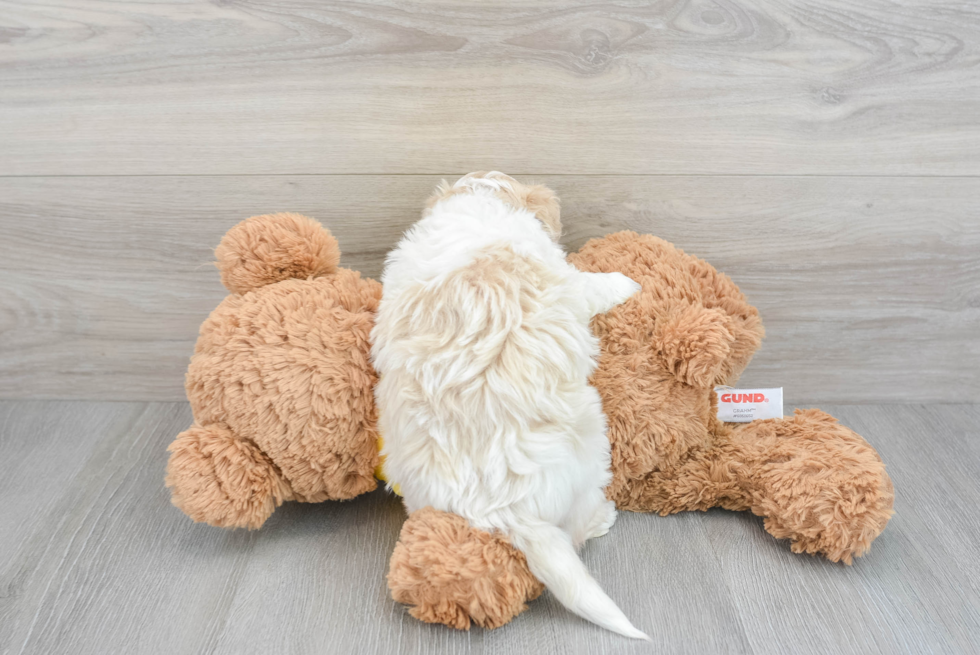 Fluffy Maltipoo Poodle Mix Pup