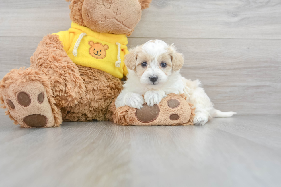 Little Maltepoo Poodle Mix Puppy