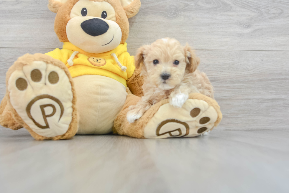 Best Maltipoo Baby