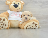 8 week old Maltipoo Puppy For Sale - Premier Pups