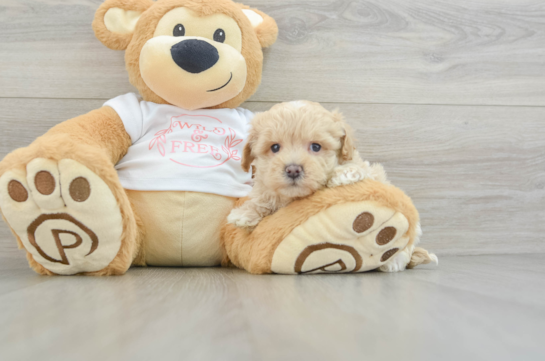 Smart Maltipoo Poodle Mix Pup