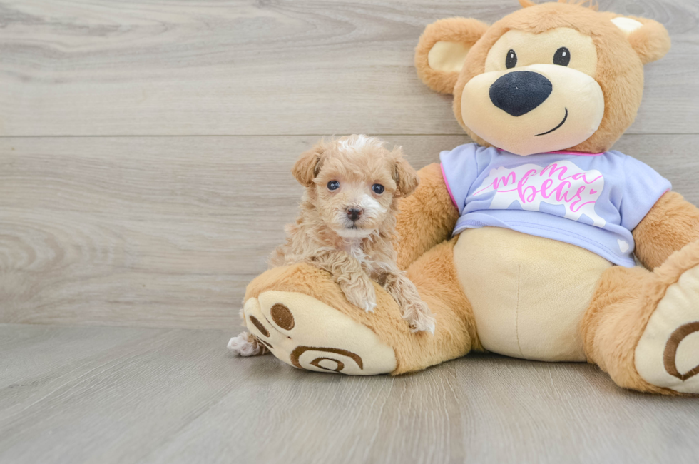 6 week old Maltipoo Puppy For Sale - Premier Pups