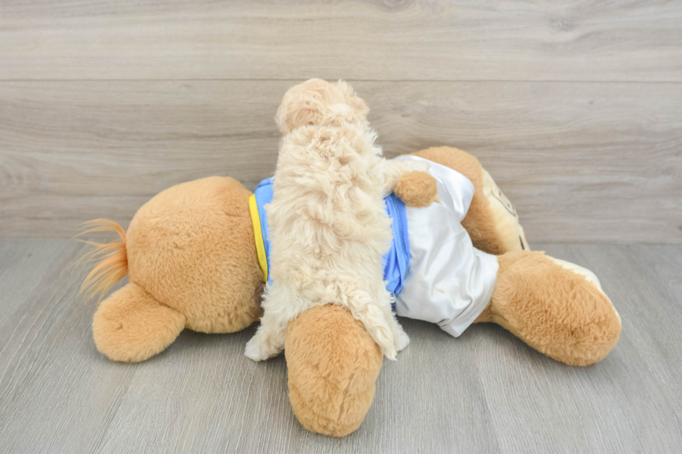Small Maltipoo Baby