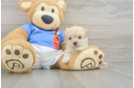 Energetic Maltese Poodle Poodle Mix Puppy