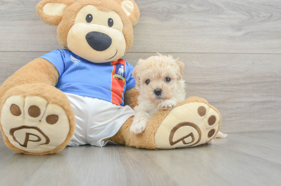 5 week old Maltipoo Puppy For Sale - Premier Pups
