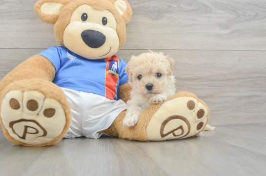 Energetic Maltese Poodle Poodle Mix Puppy