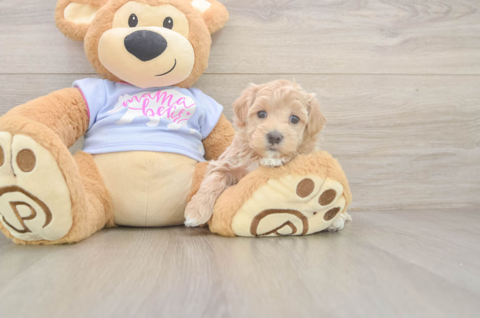 5 week old Maltipoo Puppy For Sale - Premier Pups