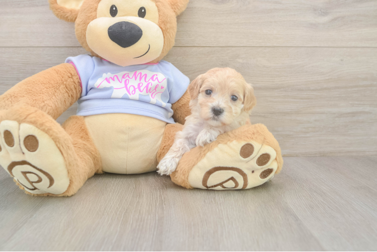 Hypoallergenic Malt Oodle Poodle Mix Puppy