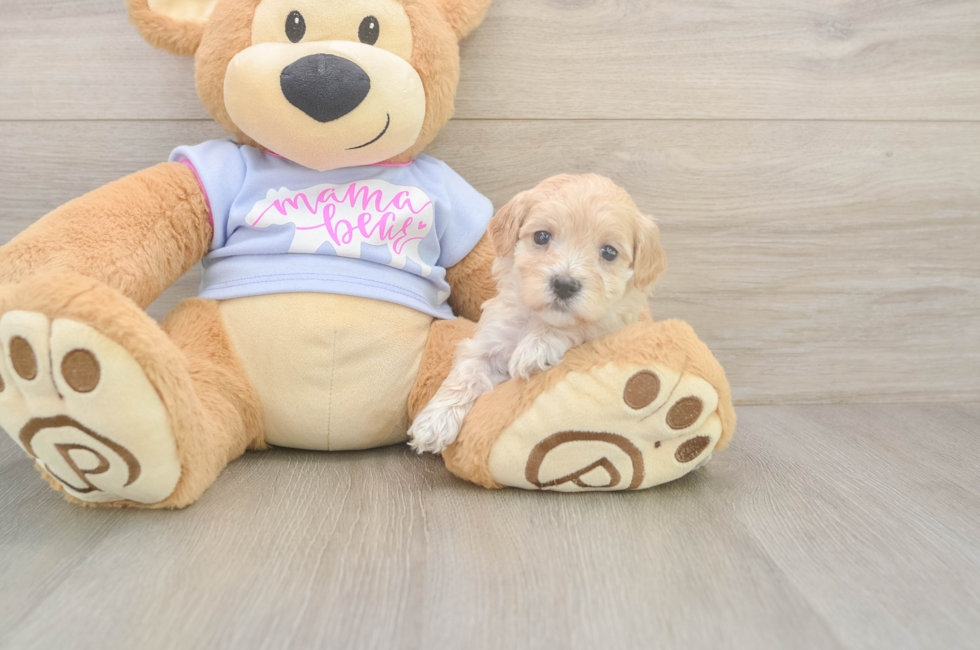 5 week old Maltipoo Puppy For Sale - Premier Pups