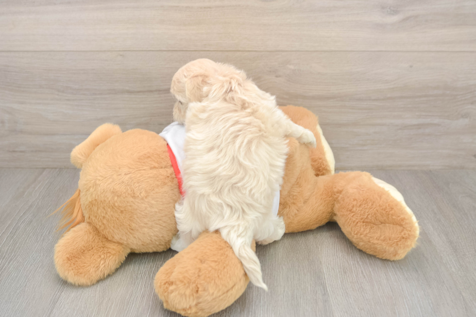 Maltipoo Puppy for Adoption