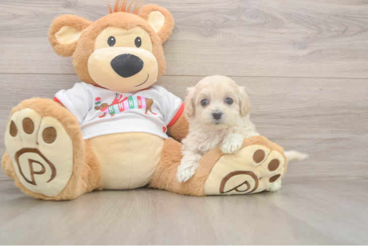 Maltipoo Puppy for Adoption