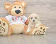 7 week old Maltipoo Puppy For Sale - Premier Pups