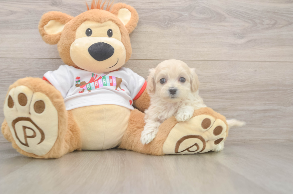 5 week old Maltipoo Puppy For Sale - Premier Pups