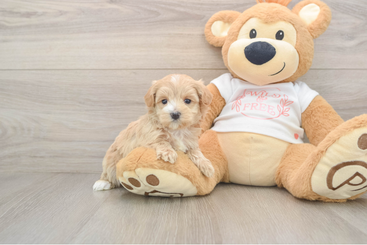 Hypoallergenic Maltese Poodle Poodle Mix Puppy