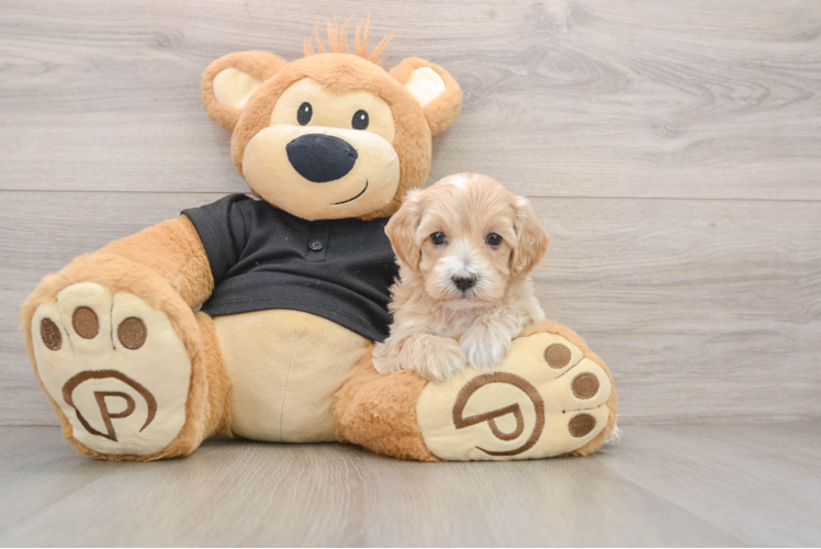 Energetic Multipoo Poodle Mix Puppy