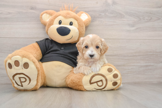 Energetic Multipoo Poodle Mix Puppy