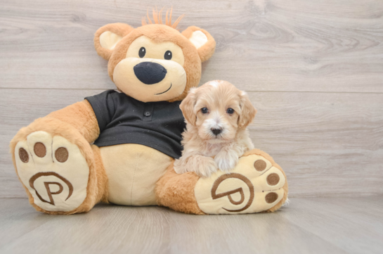 Energetic Multipoo Poodle Mix Puppy