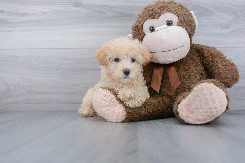 Best Maltipoo Baby