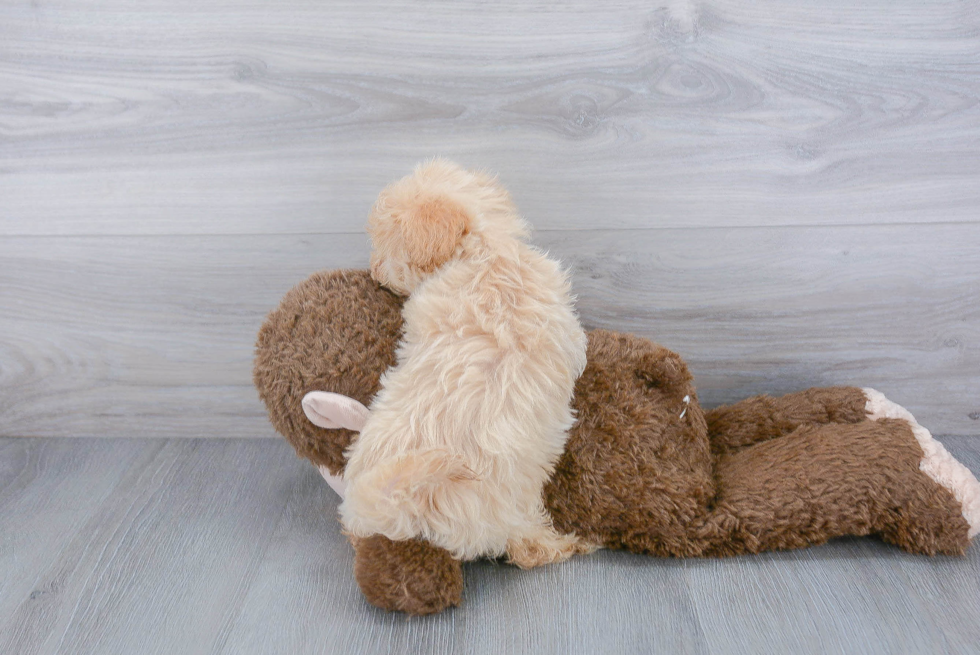 Maltipoo Pup Being Cute