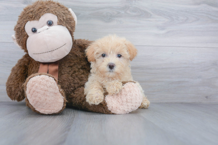 Best Maltipoo Baby