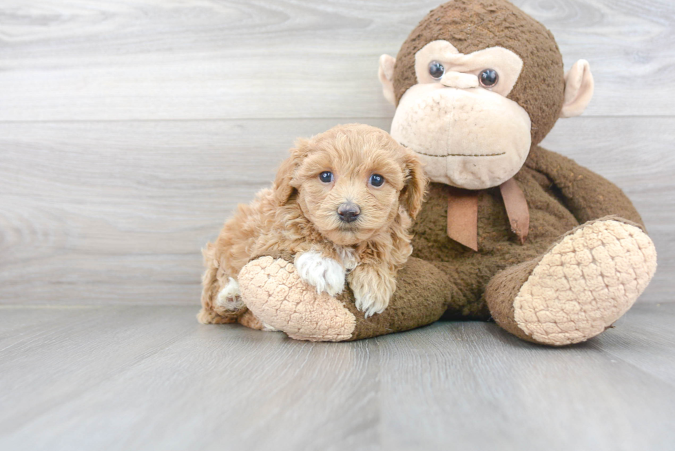 Smart Maltipoo Poodle Mix Pup