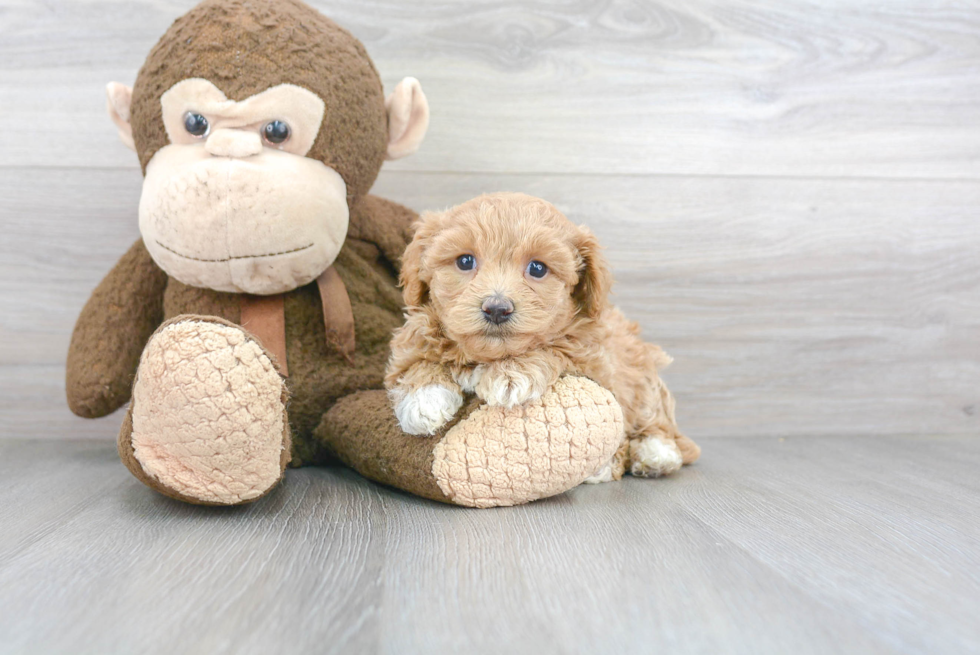 Happy Maltipoo Baby