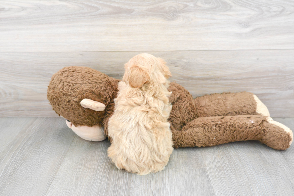 Little Maltepoo Poodle Mix Puppy