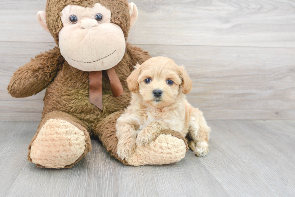 Petite Maltipoo Poodle Mix Pup