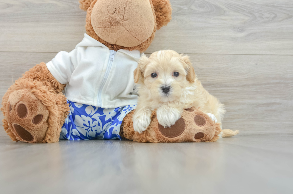 7 week old Maltipoo Puppy For Sale - Premier Pups