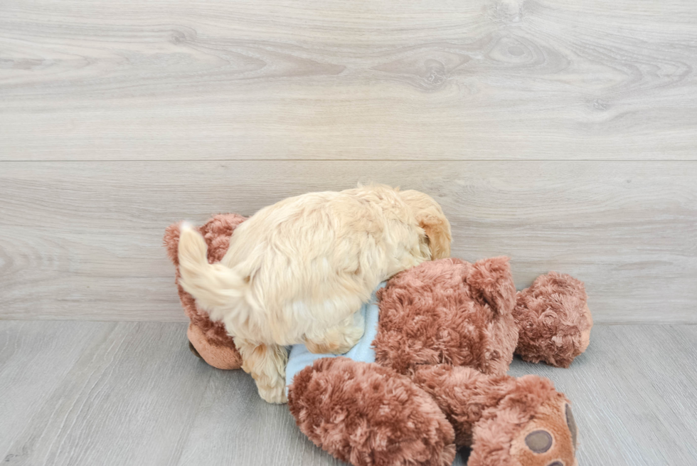 Fluffy Maltipoo Poodle Mix Pup