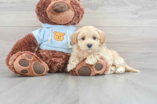 Maltipoo Puppy for Adoption