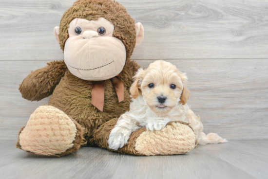 Popular Maltipoo Poodle Mix Pup