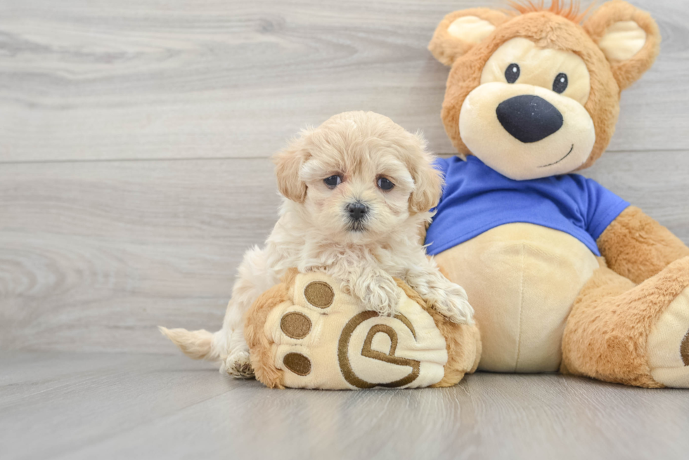 Funny Maltipoo Poodle Mix Pup