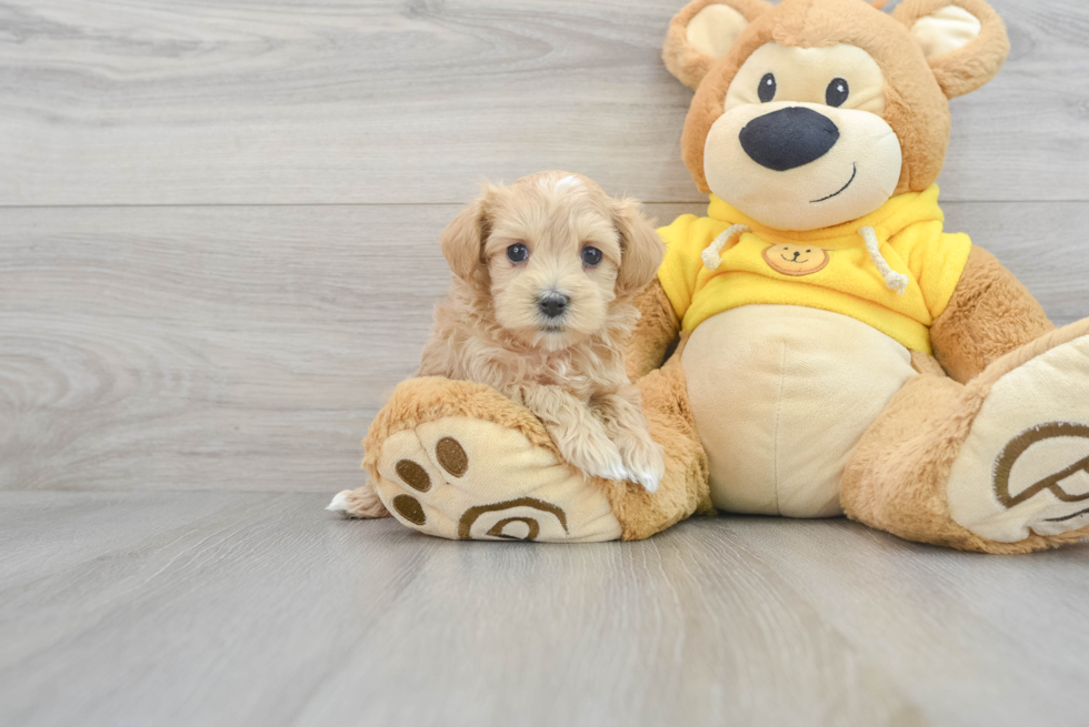 Hypoallergenic Maltepoo Poodle Mix Puppy