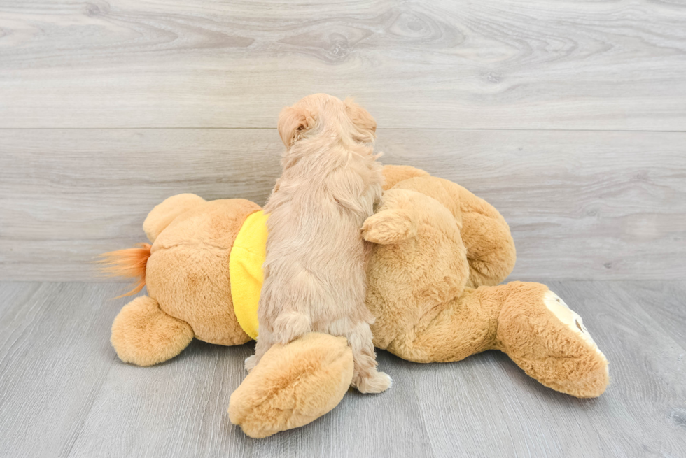 Maltipoo Pup Being Cute