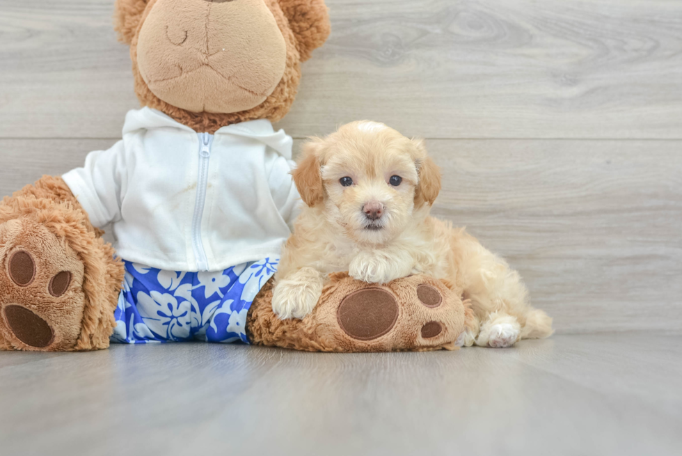 Fluffy Maltipoo Poodle Mix Pup