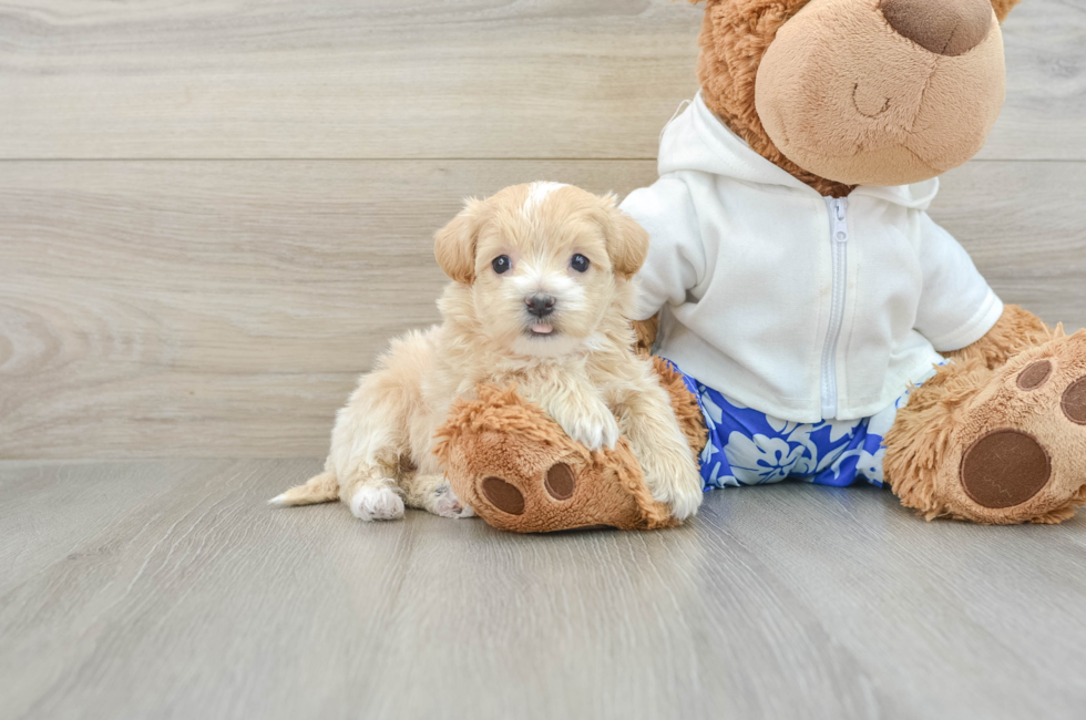 7 week old Maltipoo Puppy For Sale - Premier Pups