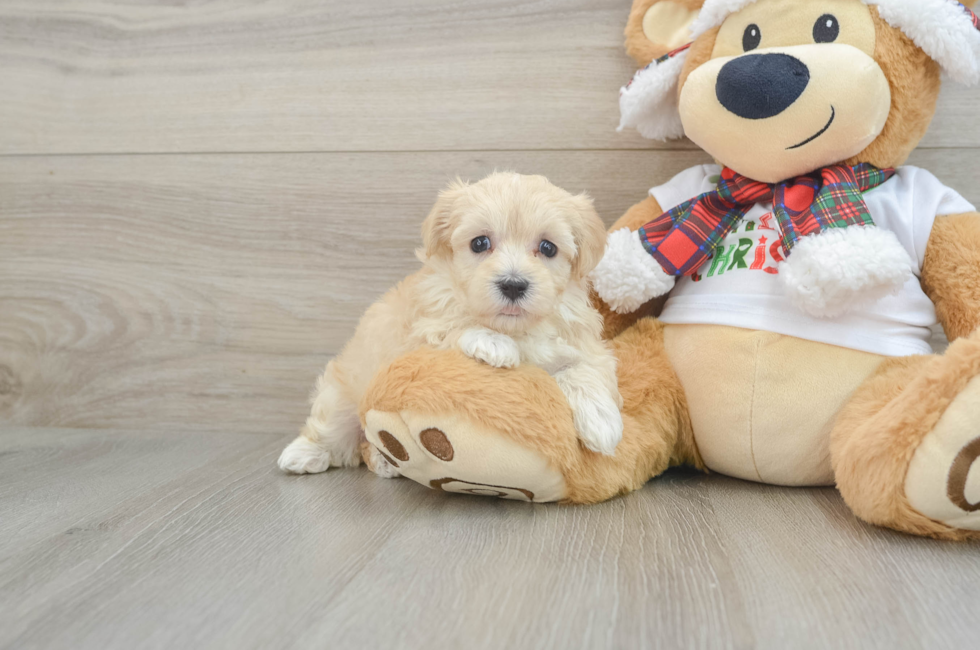 5 week old Maltipoo Puppy For Sale - Premier Pups