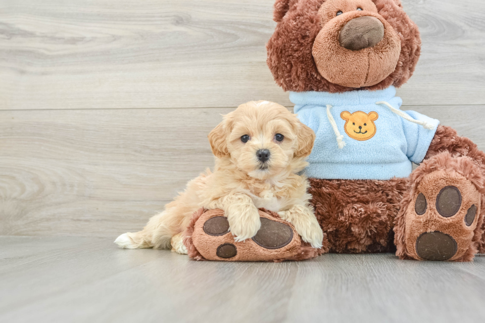 Best Maltipoo Baby