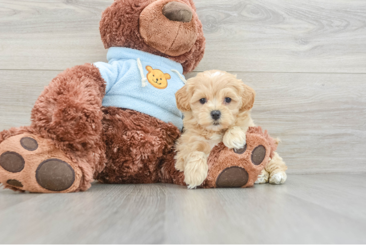 Maltipoo Pup Being Cute